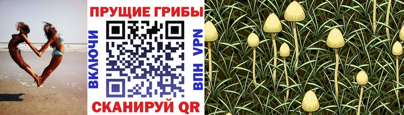 Галлюциногенные грибы ЛСД  Тюкалинск 